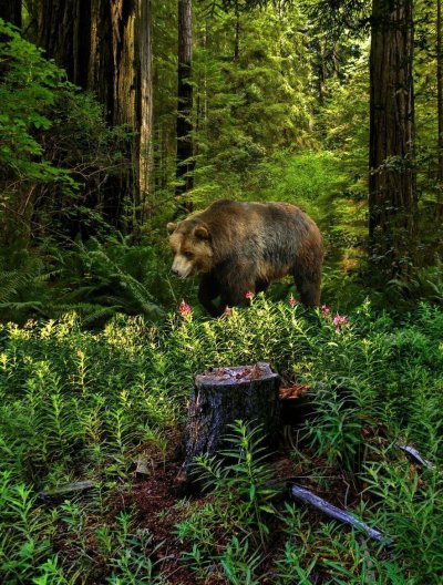 Бурый медведь в тайге