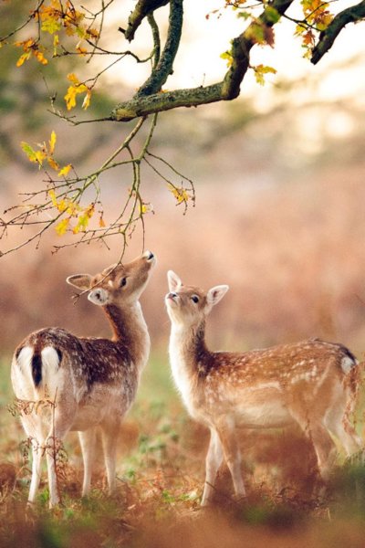 Животные в лесу