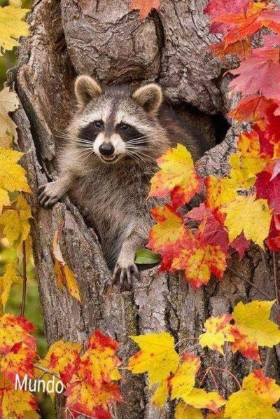 Осенние животные