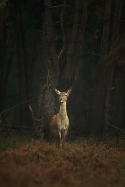 Олень в лесу