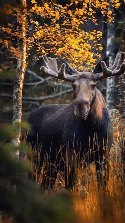 Финский фотограф Осси Сааринен