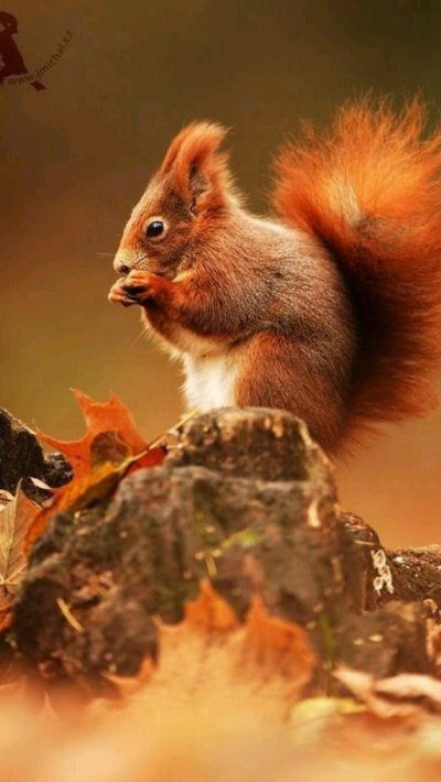 Осенняя белка