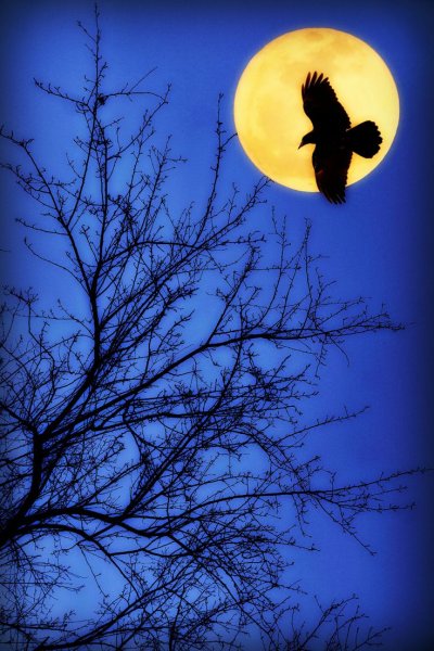 Луна и птицы