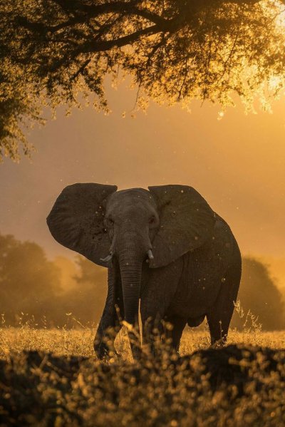 Животные Африки Африканский слон