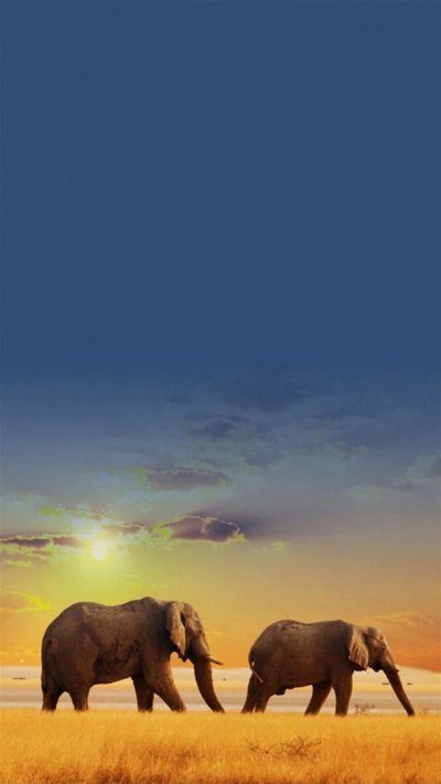 Красивые слоны