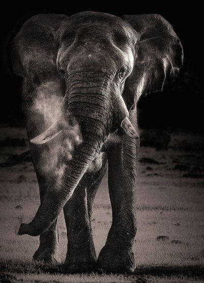 Черные слоны