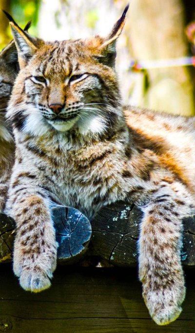 Рысь обыкновенная с рысятами