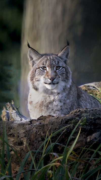 Рысь хищник