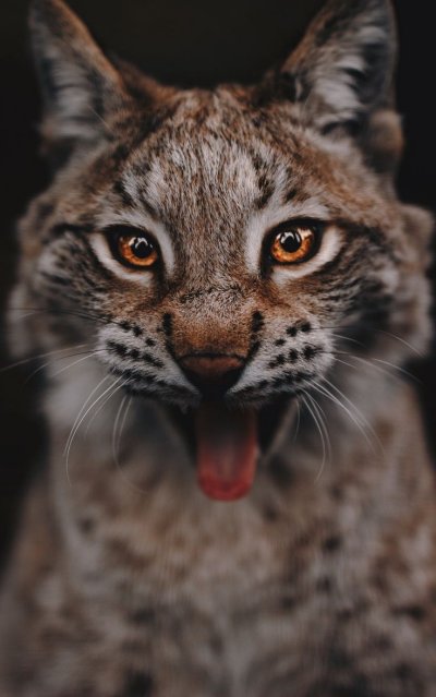 Хищные животные