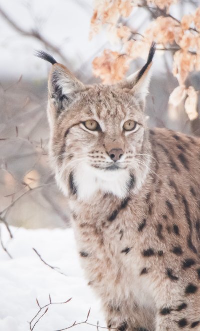 Тундровая Рысь