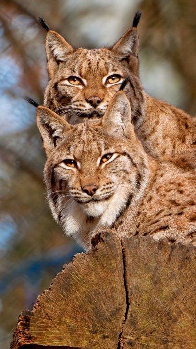 Дикие кошки