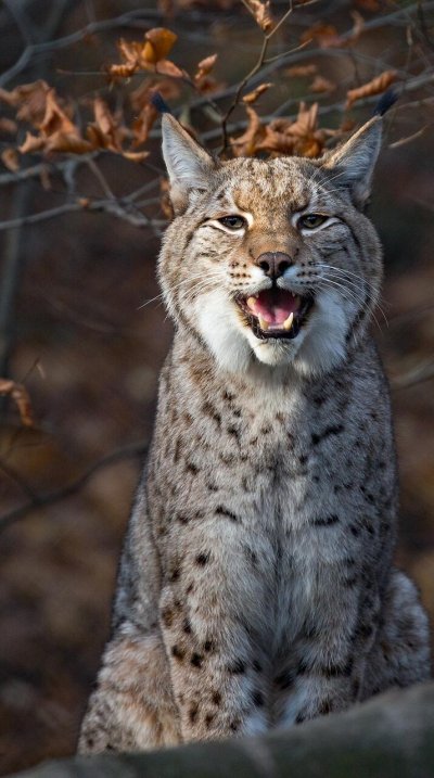 Хищные животные