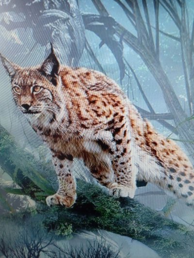 Аватарки Рысь