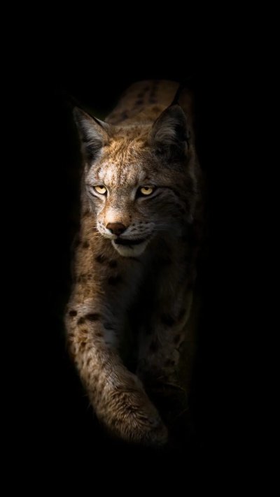 Рысь на черном фоне