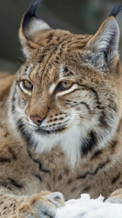 Взгляд рыси