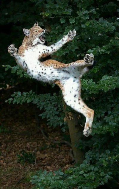 Рысь в прыжке