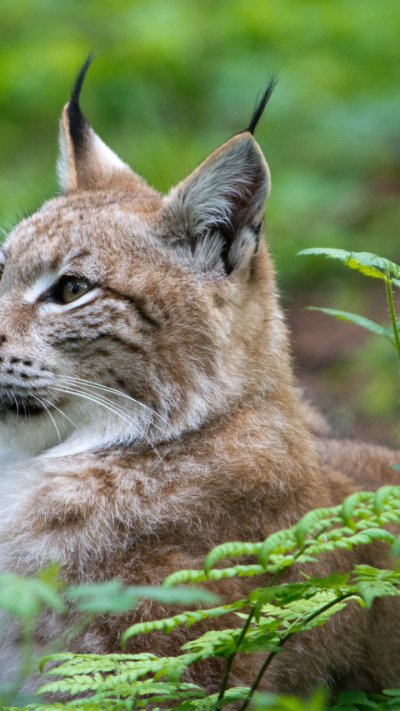 Беловежская пуща Рысь