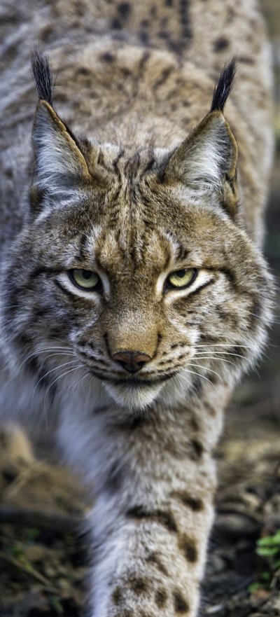 Аватарки Рысь