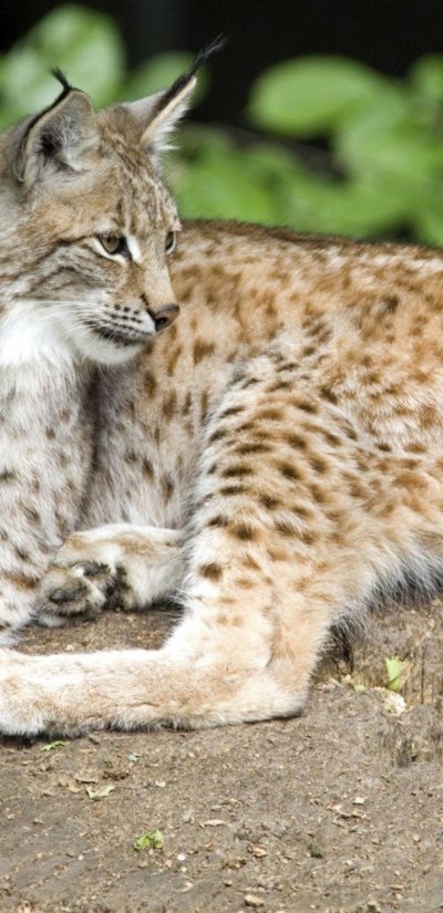 Пятнистые кошки Дикие с кисточками на ушах