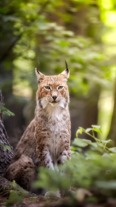 Беловежская пуща Рысь