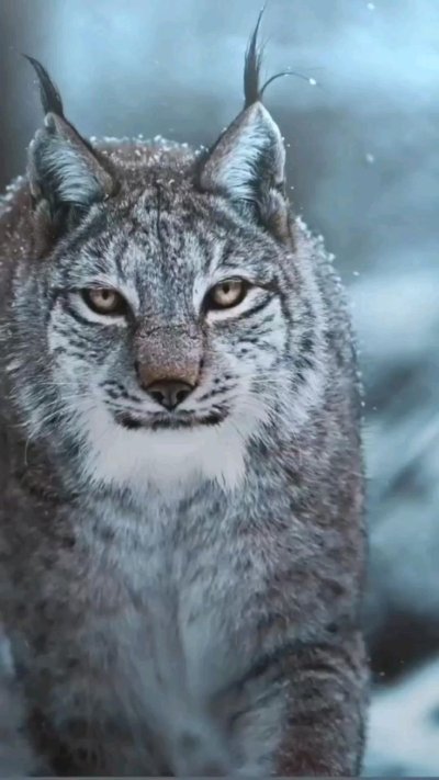 Рысь из анимашек