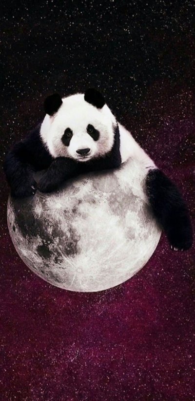 Панда обои