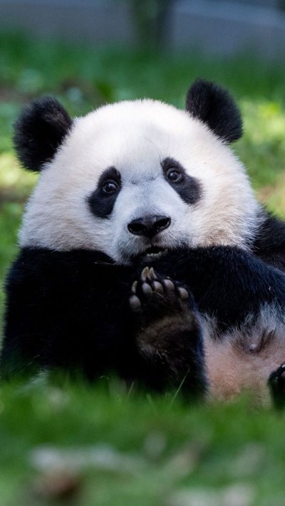 Пушистые животные Панда