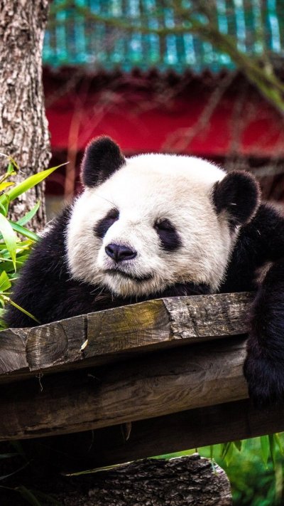 Панда