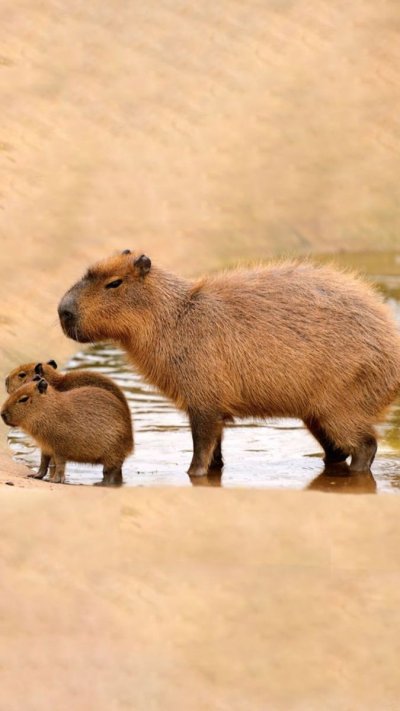Капибара и морская Свинка