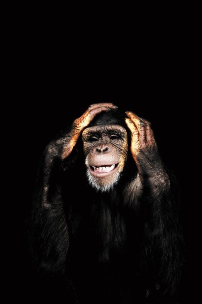 Обезьянка на заставку