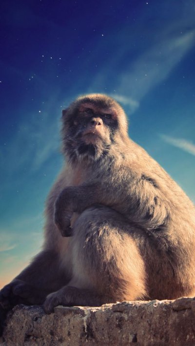 Обезьяна на заставку