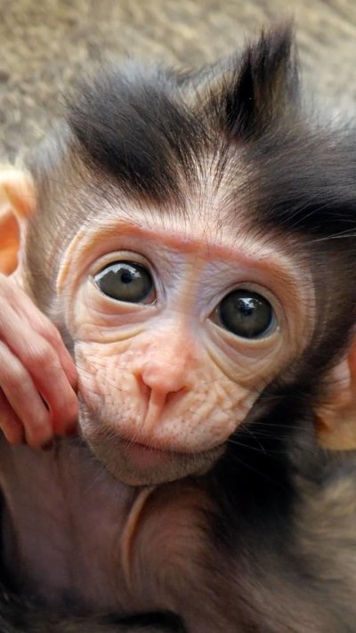 Смешные мордочки животных