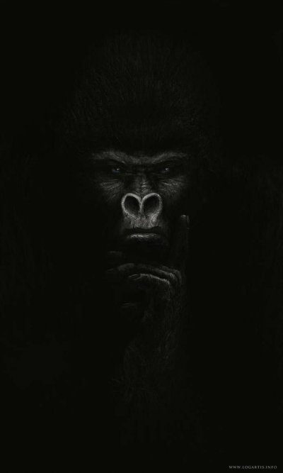 Горилла на черном фоне