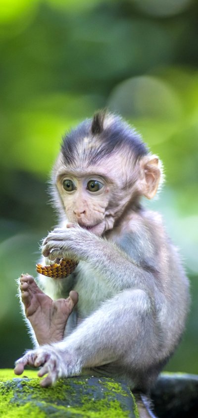 Животные обезьяна