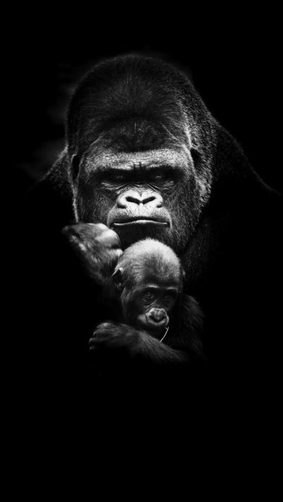 Горилла на черном фоне