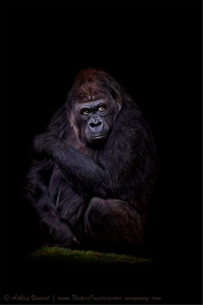 Горилла на черном фоне