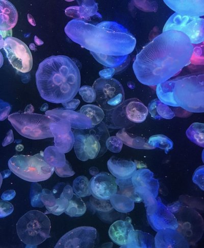 Красивые медузы