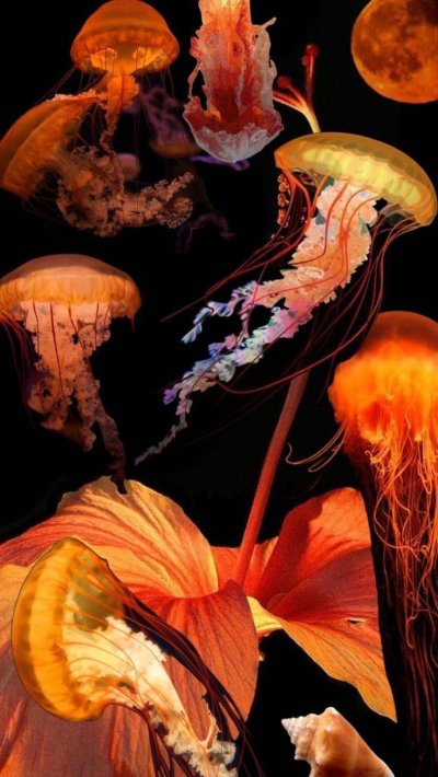 Медуза хризаора