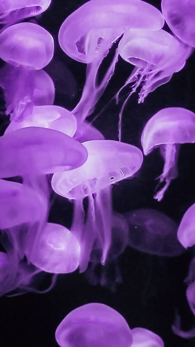Фиолетовая медуза