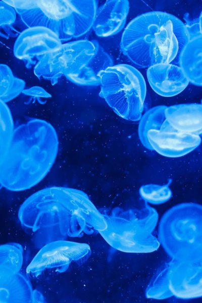 Медуза Аурелия