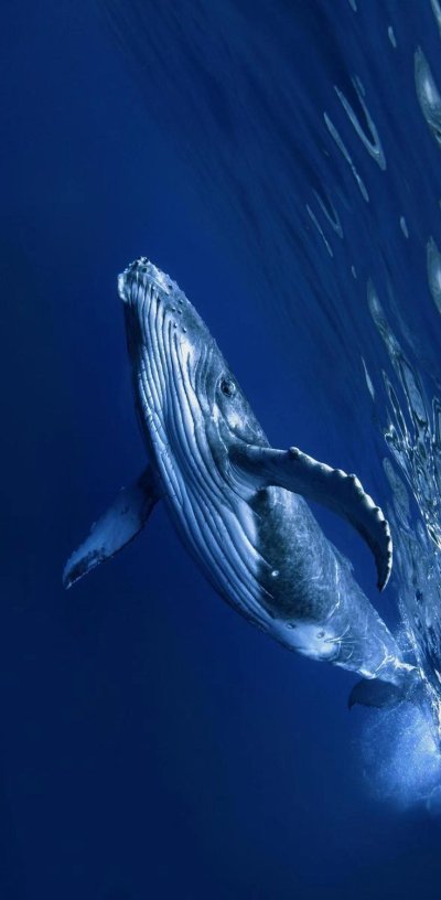 Кит 52 Герца