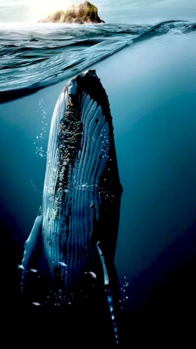 Горбатый кит