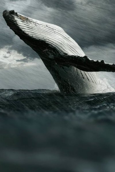 Кит 52 Герца