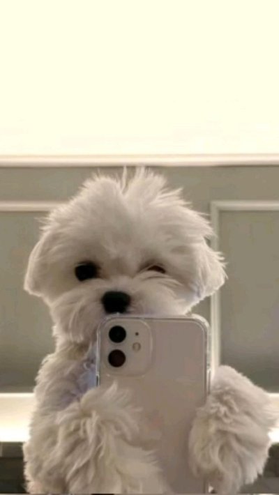 Мальтипу белый