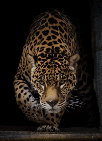 Рудрапраягский леопард