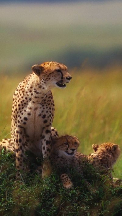 Гепард в саванне