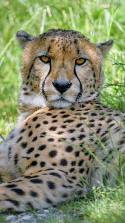 Гепард хищник