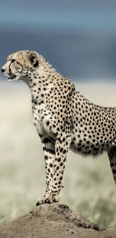 Рекс гепард