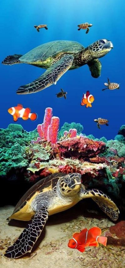 Тортуга черепаха Тортуга