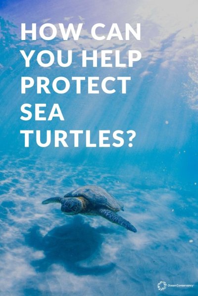 Морская черепаха